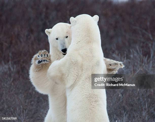 polar bears - dancing bear stock pictures, royalty-free photos & images