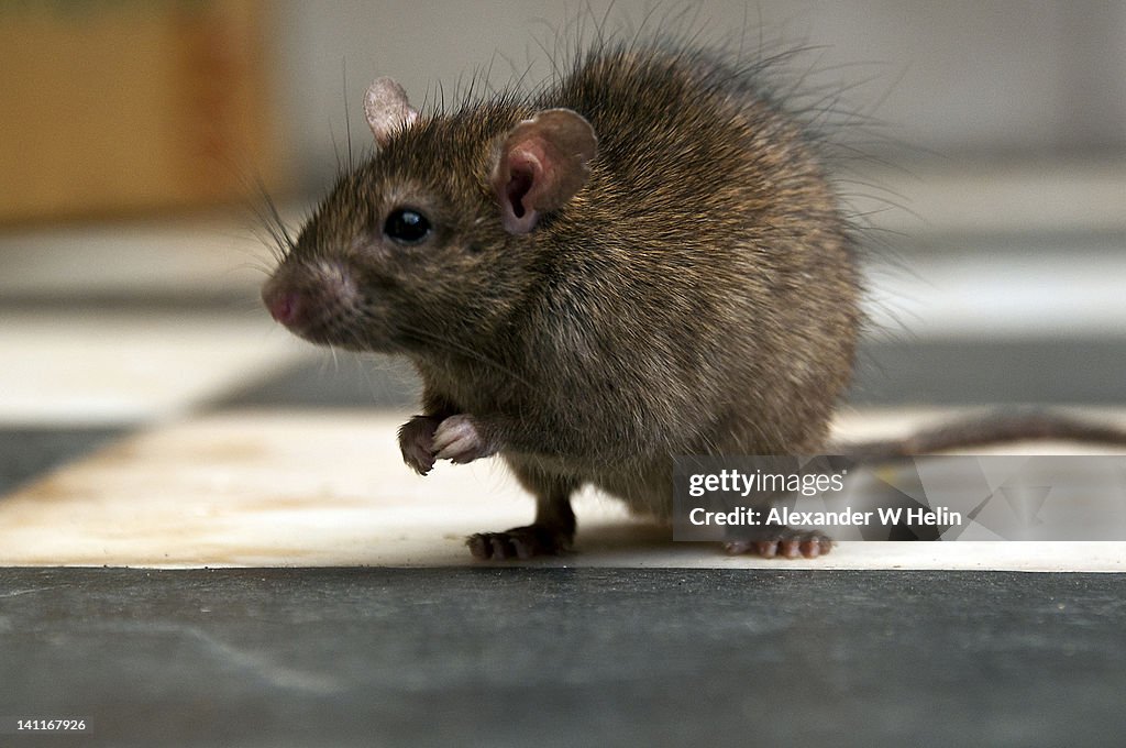 Rat in temple