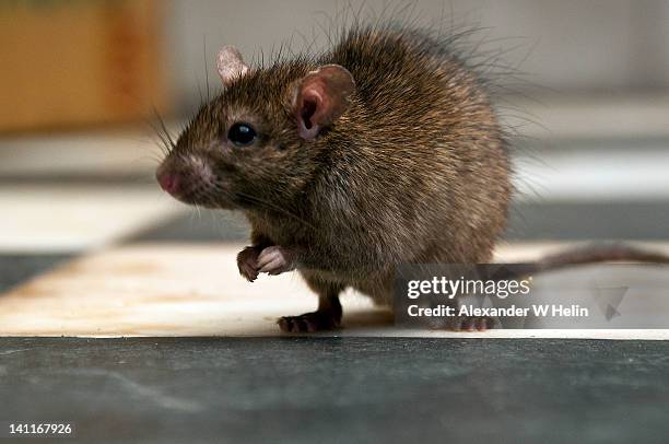 rat in temple - rat stock pictures, royalty-free photos & images