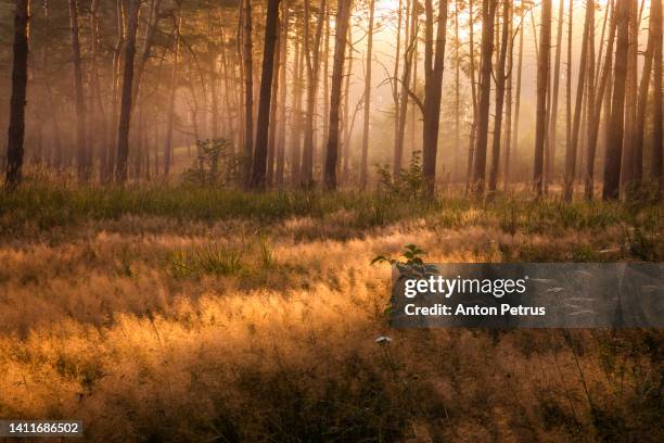 foggy dawn in the forest. first sunbeams in the fog - fantasy forrest photos et images de collection