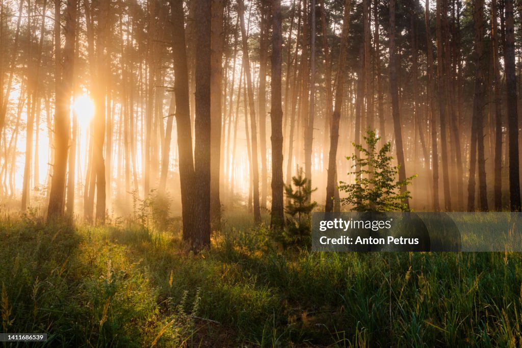 Foggy dawn in the forest. First sunbeams in the fog