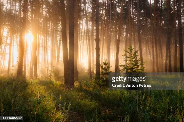 foggy dawn in the forest. first sunbeams in the fog - 樹林 個照片及圖片檔
