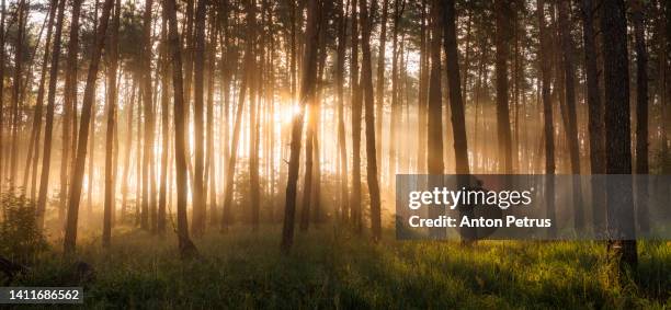 foggy dawn in the forest. first sunbeams in the fog - mt dew stock pictures, royalty-free photos & images