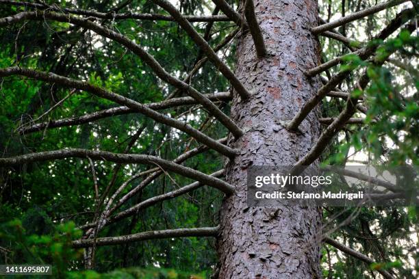 Ramification Tree Ramifications Photos and Premium High Res Pictures - Getty Images