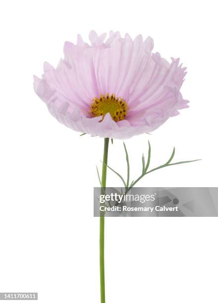 cosmos 'cupcake' flower with leaf in close-up. - rosenskära bildbanksfoton och bilder