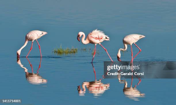 el flamenco menor (phoenicopterus minor) es una especie de flamenco que se encuentra en el áfrica subsahariana. parque nacional del lago nakuru, kenia - kenia fotografías e imágenes de stock