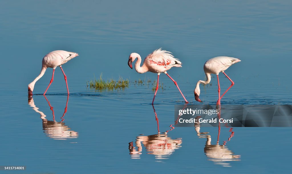 The lesser flamingo (Phoenicopterus minor) is a species of flamingo occurring in sub-Saharan Africa. Lake Nakuru National Park, Kenya