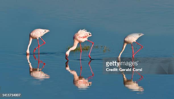 der kleine flamingo (phoenicopterus minor) ist eine flamingoart, die in afrika südlich der sahara vorkommt. lake nakuru nationalpark, kenia - see lake nakuru stock-fotos und bilder