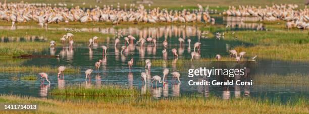 the lesser flamingo (phoenicopterus minor) is a species of flamingo occurring in sub-saharan africa. lake nakuru national park, kenya - lake nakuru stock pictures, royalty-free photos & images