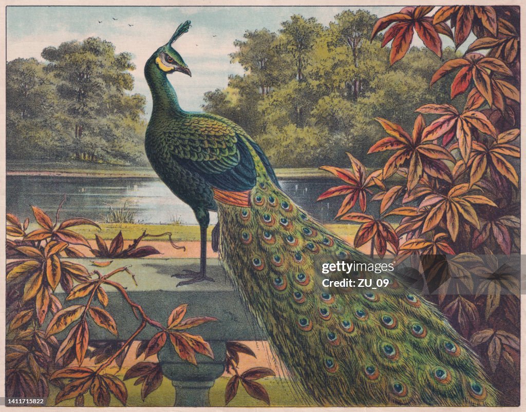 Pavoro indiano (Pavo cristatus), cromolitografo, pubblicato intorno al 1898