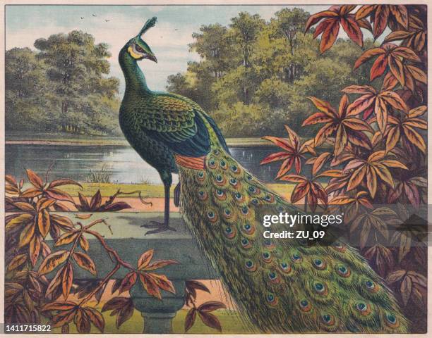 stockillustraties, clipart, cartoons en iconen met indian peafowl (pavo cristatus), chromolithograph, published ca. 1898 - schilderijen