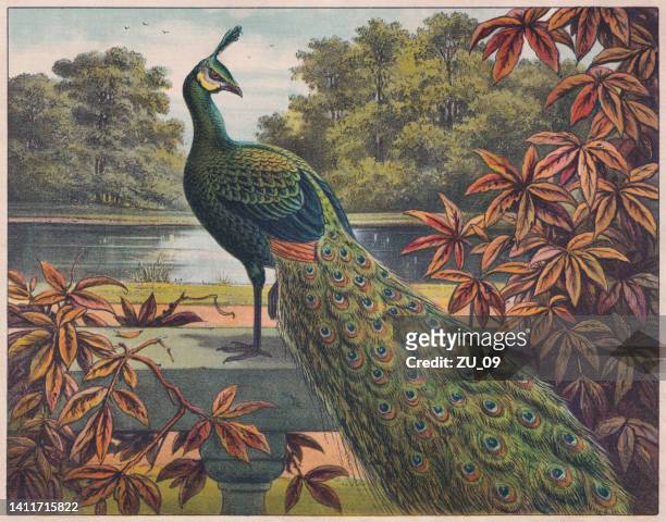 ilustrações de stock, clip art, desenhos animados e ícones de indian peafowl (pavo cristatus), chromolithograph, published ca. 1898 - pluma de ave
