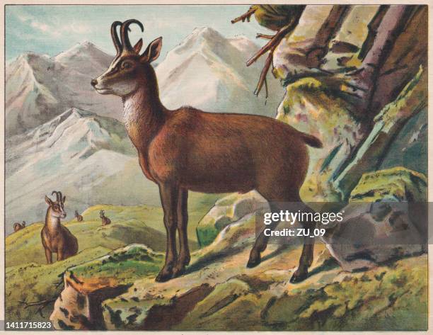 chamois (rupicapra rupicapra), chromolithograph, published ca. 1898 - european alps stock illustrations