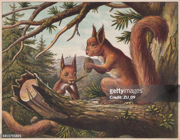 stockillustraties, clipart, cartoons en iconen met red squirrel (sciurus vulgaris), chromolithograph, published ca. 1898 - kegelvrucht