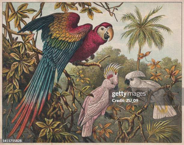 stockillustraties, clipart, cartoons en iconen met scarlet macaw, pink and white cockatoo, chromolithograph, published ca. 1898 - australia bird