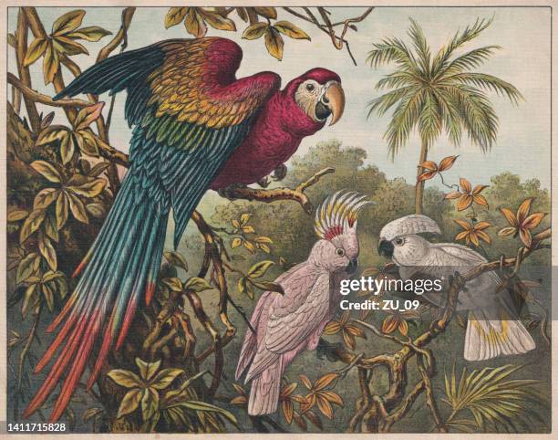 bildbanksillustrationer, clip art samt tecknat material och ikoner med scarlet macaw, pink and white cockatoo, chromolithograph, published ca. 1898 - parrot