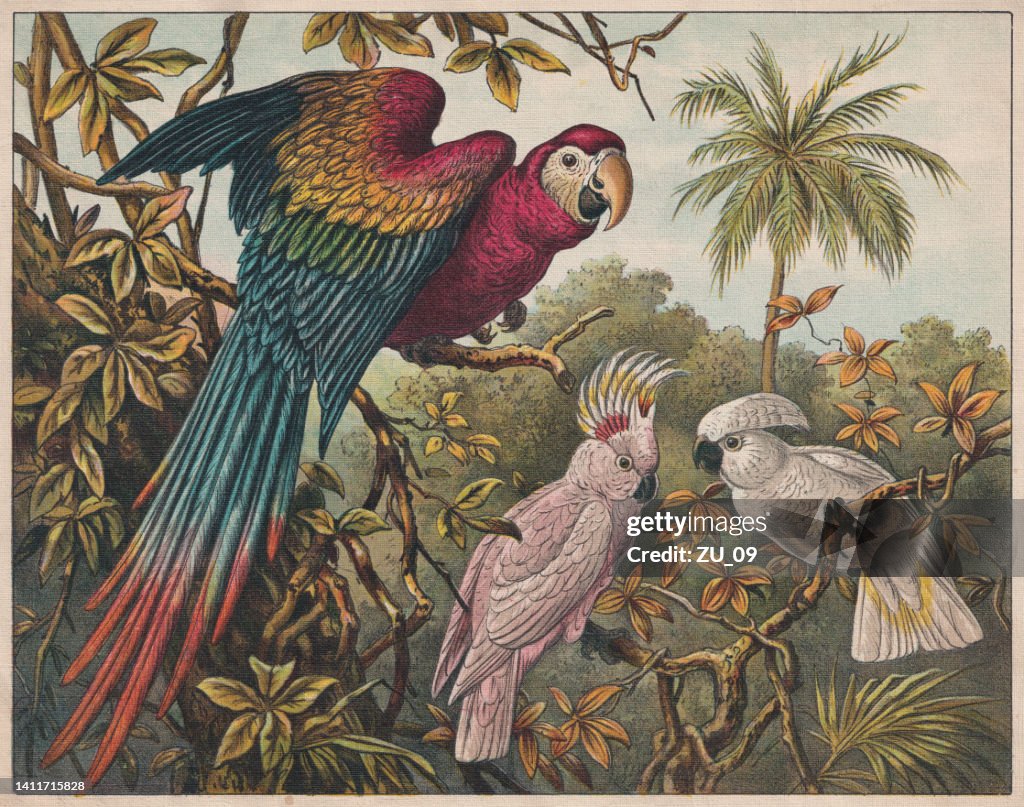 Scarlet macaw, Pink and White cockatoo, chromolithograph, published ca. 1898