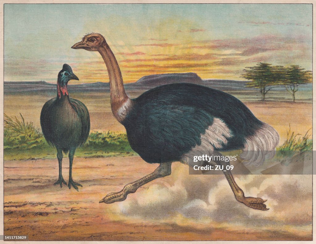 Flugunfähige Vögel: Südlicher Kasuar und Strauß, Chromolithographie, erschienen ca. 1898