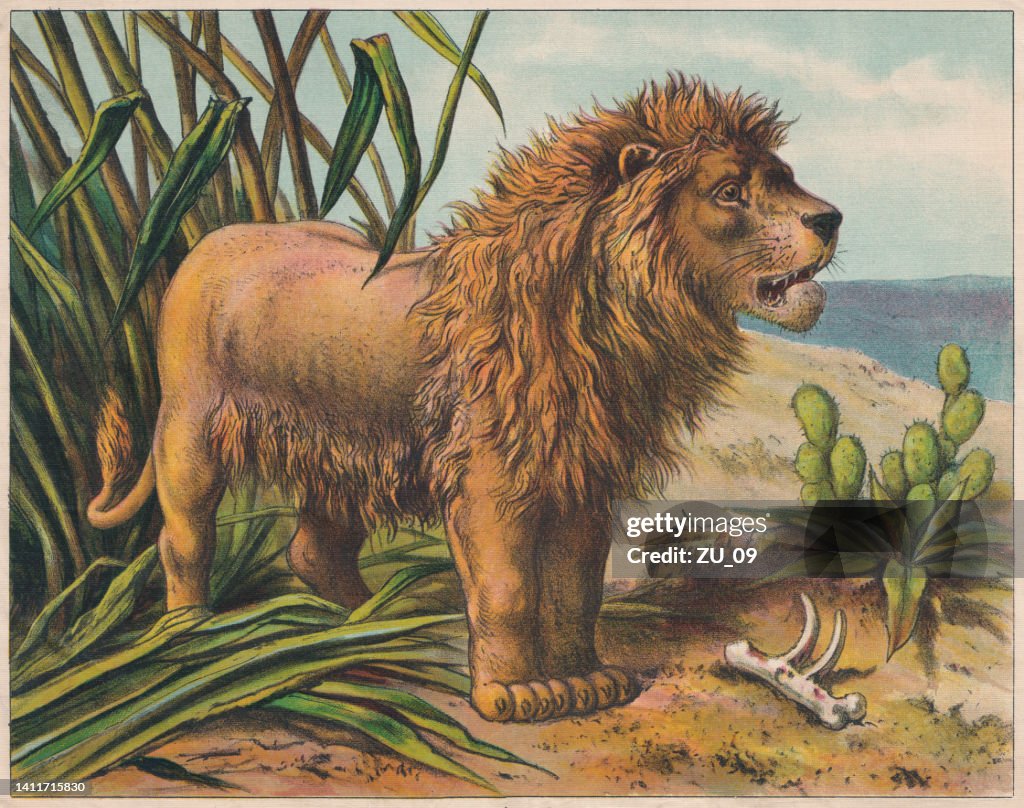 Lion (Panthera leo), chromolithograph, published ca. 1898