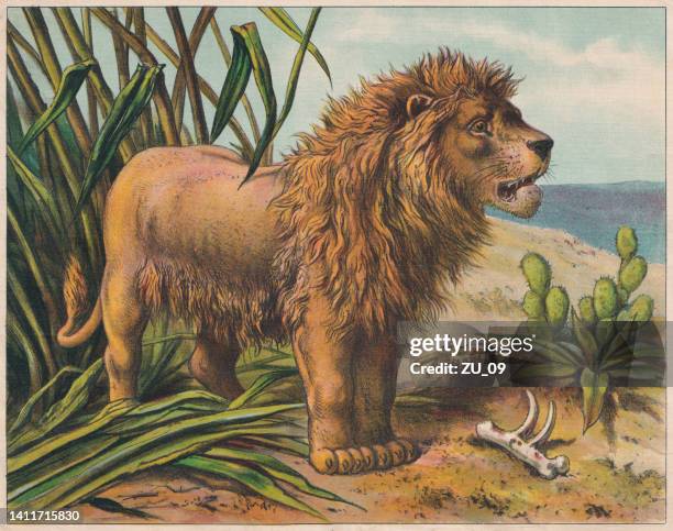 lion (panthera leo), chromolithograph, published ca. 1898 - barbary lion stock illustrations