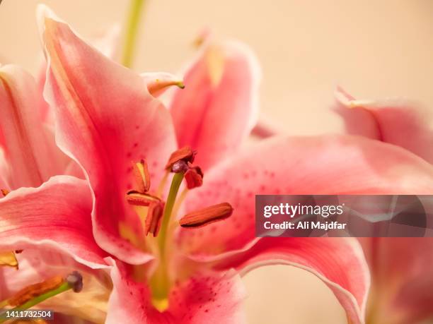 oriental pink lily - japanese lily stock pictures, royalty-free photos & images