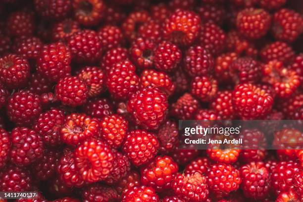 raspberries closeup summer fruit background - raspberry stockfoto's en -beelden