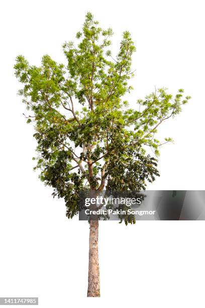 green tree is isolated on a white background. clipping path - tronco fotografías e imágenes de stock