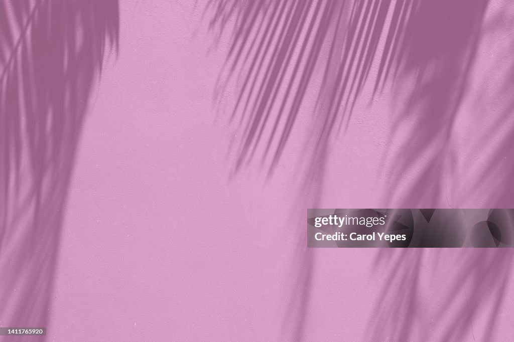 Shadows of tropical leaves in pink background