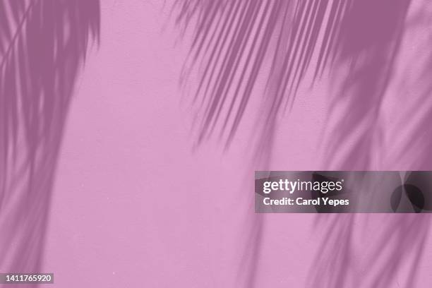 shadows of tropical leaves in pink background - palm tree shadow stock pictures, royalty-free photos & images