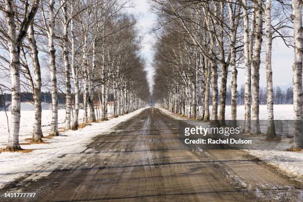 avenue of birch trees - straight ストックフォトと画像