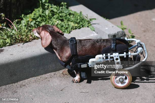 disabled chocolate dachshund dog walking with wheelchair at the street - wheelchair access stock pictures, royalty-free photos & images