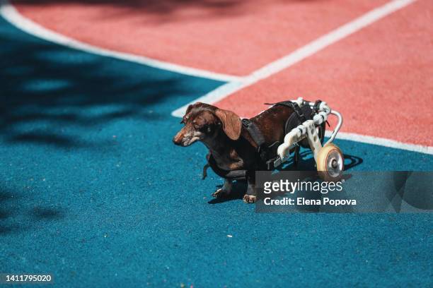disabled senior dachshund dog walking with wheelchair on colored playground area - pet tail stock pictures, royalty-free photos & images
