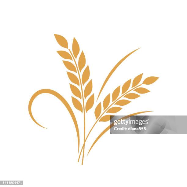 illustrations, cliparts, dessins animés et icônes de élément décoratif golden wheat ears harvest sur une base transparente - blé