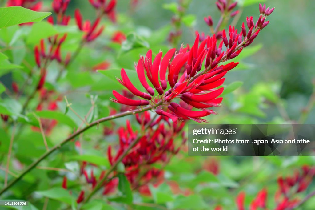 Erythrina x bidwillii / Coral Tree Flower