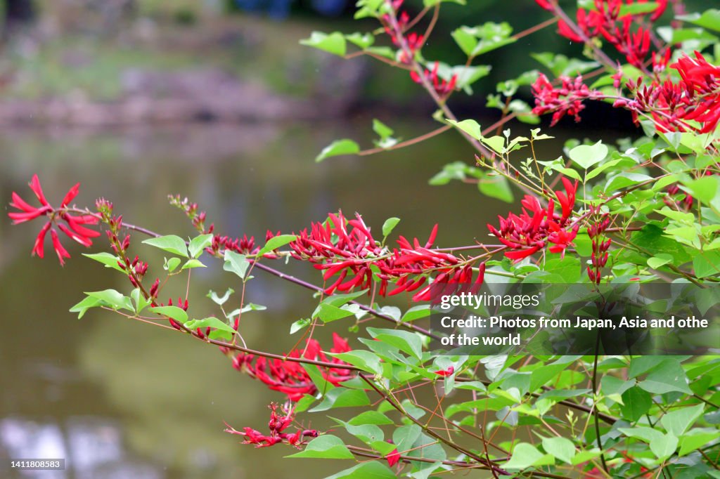 Erythrina x bidwillii / Coral Tree Flower