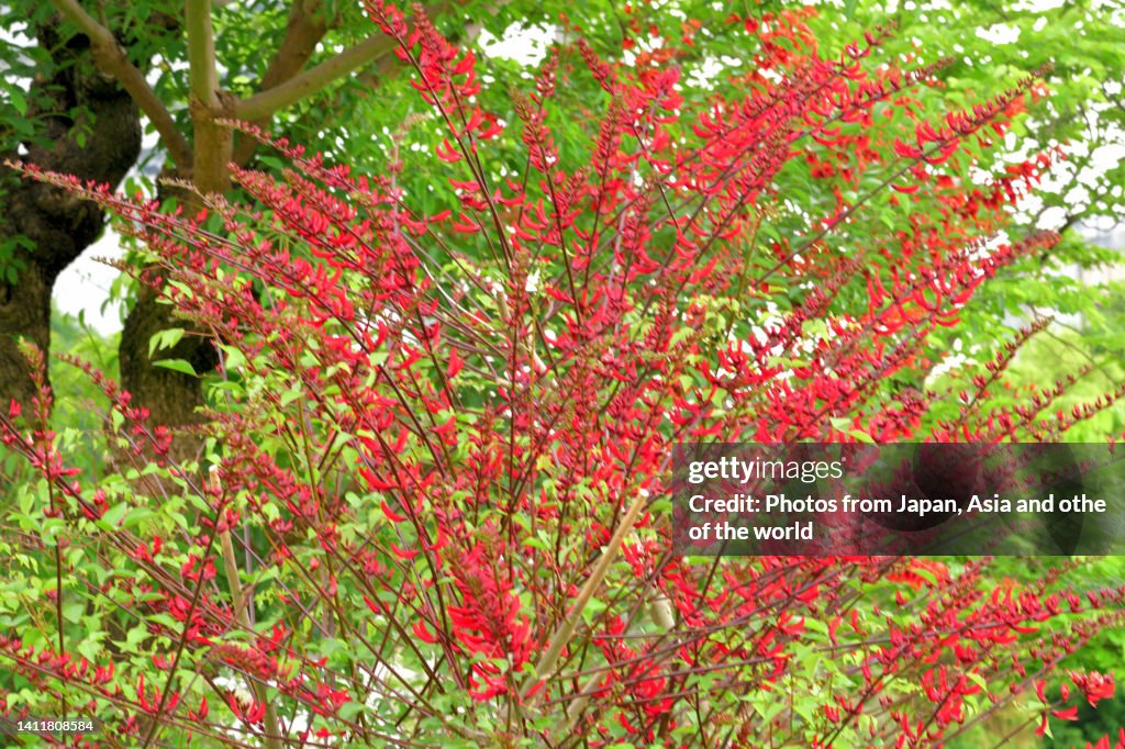 Erythrina x bidwillii / Coral Tree Flower