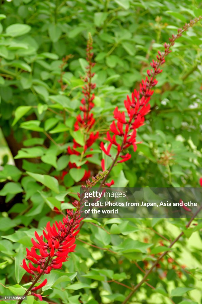 Erythrina x bidwillii / Coral Tree Flower