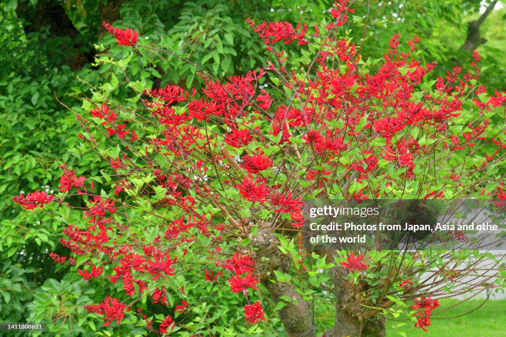 Erythrina x bidwillii / Coral Tree Flower