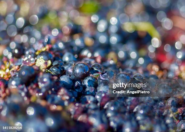 harvested grapes background - uvas cabernet sauvignon stock pictures, royalty-free photos & images