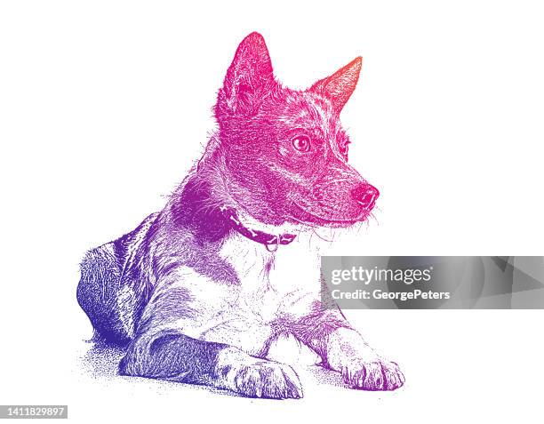 australian shepherd dog hoping to be adopted - australian cattle dog white background stock illustrations