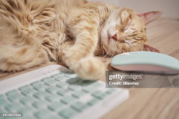 Cat Computer Sleep Cat Sleeping On Computer Photos and Premium High Res Pictures - Getty ...