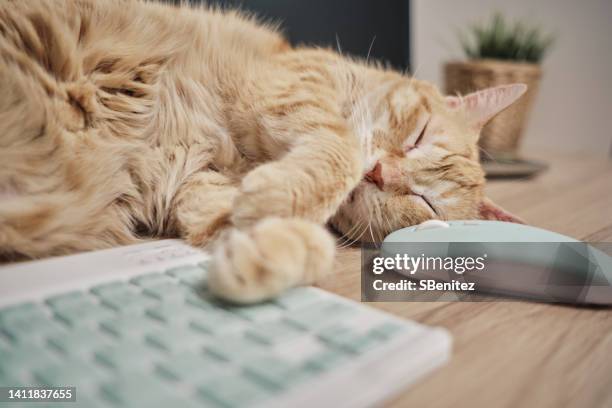 Cat Computer Sleep Cat Sleeping On Computer Photos and Premium High Res Pictures - Getty ...