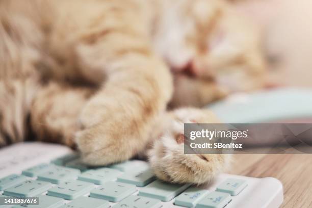 Cat Computer Sleep Cat Sleeping On Desk Photos and Premium High Res Pictures - Getty Images
