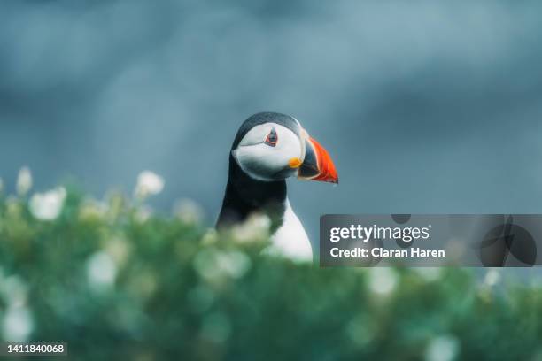 lone atlantic puffin, saltee islands, county wexford, ireland - lunnefågel bildbanksfoton och bilder