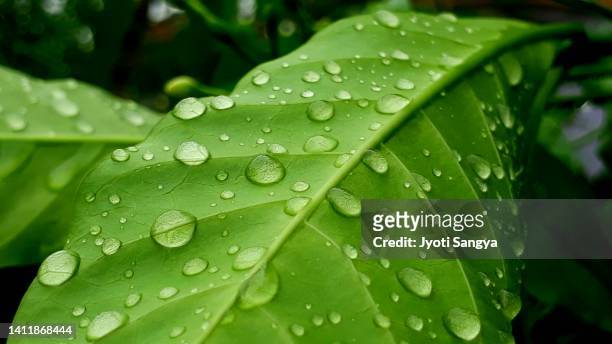 nature in rainy days - dew stock pictures, royalty-free photos & images