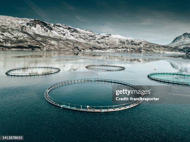 fish farm in norway - bergen business stock pictures, royalty-free photos & images