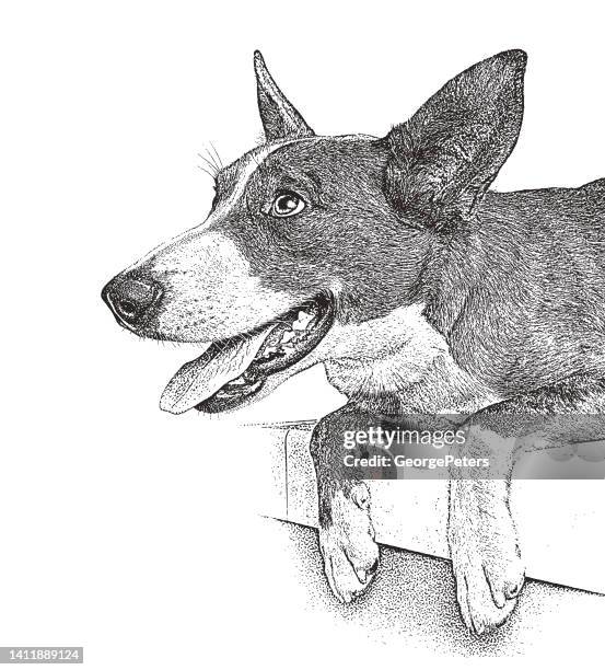 cheerful australian shepherd dog hoping to be adopted - australian cattle dog white background stock illustrations