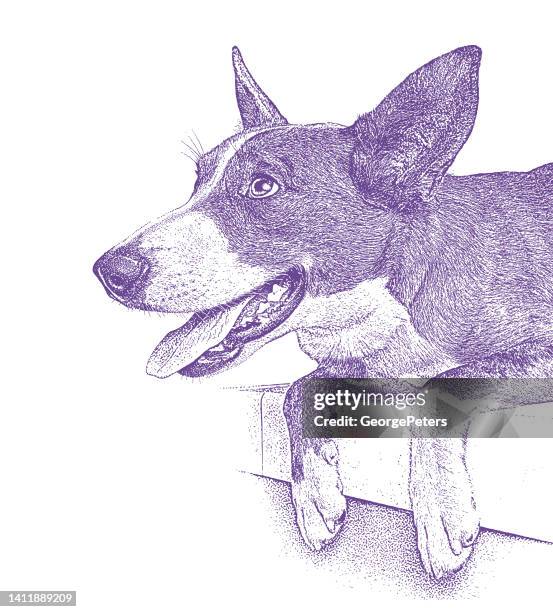 cheerful australian shepherd dog hoping to be adopted - australian cattle dog white background stock illustrations