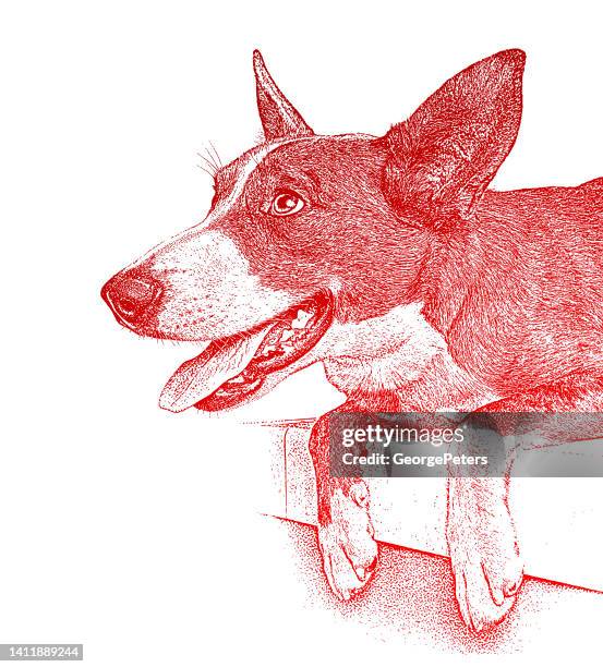 cheerful australian shepherd dog hoping to be adopted - australian cattle dog white background stock illustrations