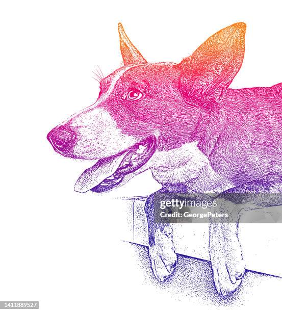 cheerful australian shepherd dog hoping to be adopted - australian cattle dog white background stock illustrations